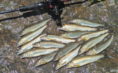 アユイングで20cm級アユ16匹キャッチ【京都】虹色鮎カラーのオトリミ…