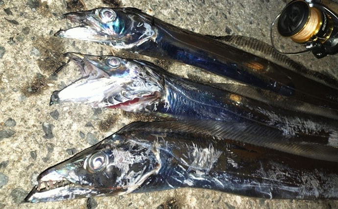 2026夏～秋の陸っぱりタチウオを「ライトなテンヤ釣り」で攻略しよう！
