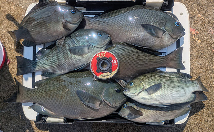 夏の湧きグレ攻略に効果あり！　フカセ釣り師が愛用する「グレ針」の実力とは