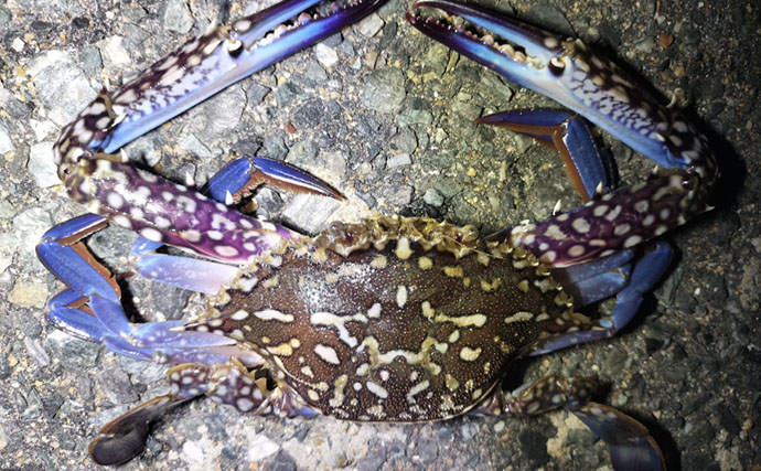 堤防からワタリガニを狙ってみた！【秋に好シーズン】 釣り方・持ち帰り方・絶品料理を紹介