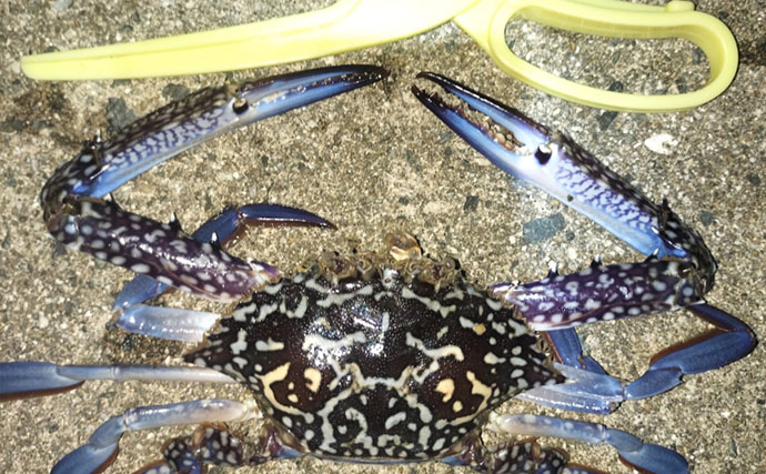 堤防からワタリガニを狙ってみた！【秋に好シーズン】 釣り方・持ち帰り方・絶品料理を紹介