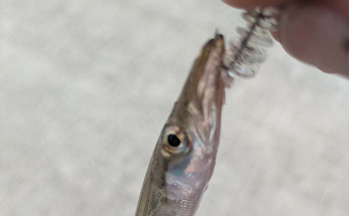 「何が釣れるか分からないから面白い！」 観光ついでに漁港でワーム投げたら五目釣り達成