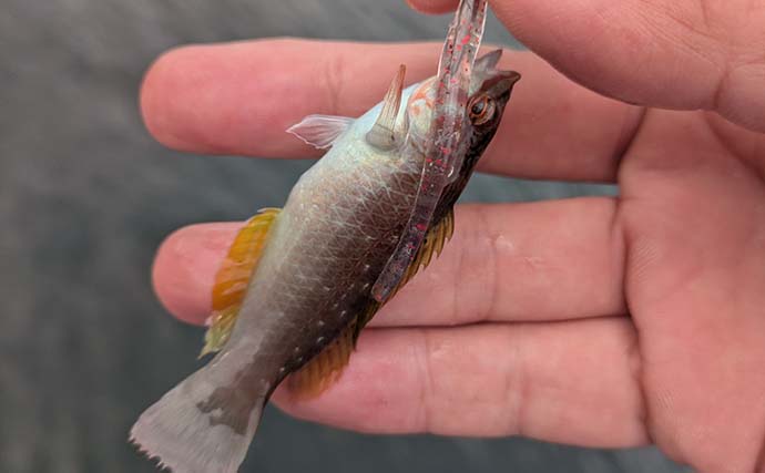 「何が釣れるか分からないから面白い！」 観光ついでに漁港でワーム投げたら五目釣り達成