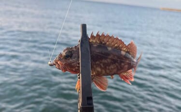 釣りを始めるなら「秋の大阪湾」が最高？　初心者におすすめの魚を3エリア…