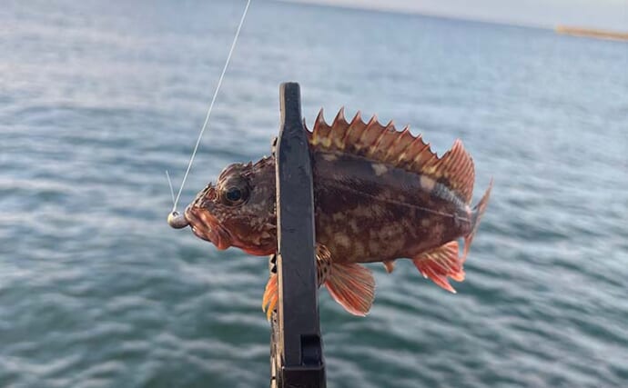 釣りを始めるなら「秋の大阪湾」が最高？　初心者におすすめの魚を3エリア別に紹介