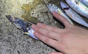 大阪湾のタチウオはどこから始まる？　泉南は開幕間近も「湾奥は5年間の空…