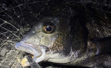泉大津でのライトチニングで本命チヌ手中に成功　朝マヅメ狙いの短時間釣行…