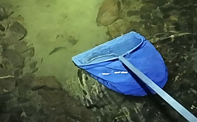琵琶湖の小鮎は真夏の夜に「掬う」が正解？ 2時間で25匹をキャッチ