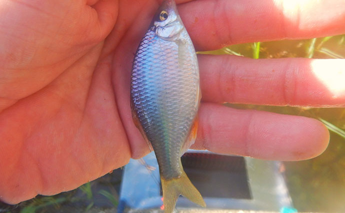 いつも混雑する釣り場から人が消えた？ 猛暑36℃のびん沼川でタナゴ釣りに挑戦！