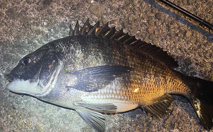 釣りを始めるなら「秋の大阪湾」が最高？　初心者におすすめの魚を3エリア別に紹介