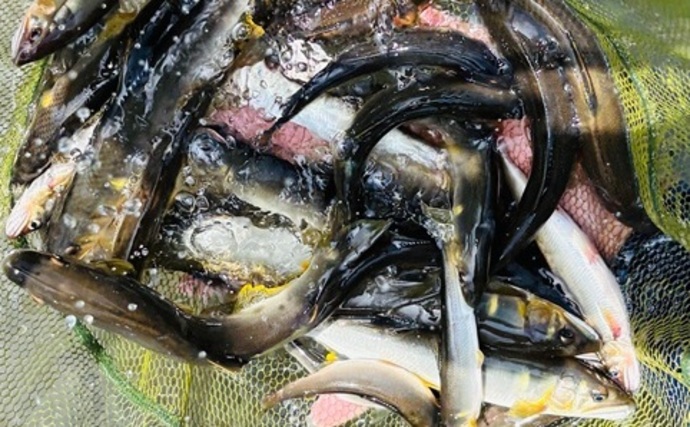 アユルアー釣行で40匹の爆釣！【滋賀】 好釣果を支えたロングロッドの威力とは？
