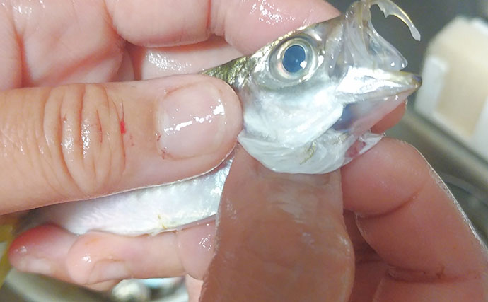 釣った「小魚」レシピ：小アジの酢漬け　調味料は酢と砂糖だけ