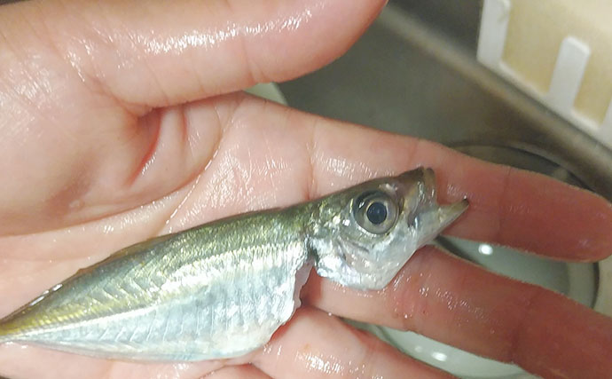 釣った「小魚」レシピ：小アジの酢漬け　調味料は酢と砂糖だけ
