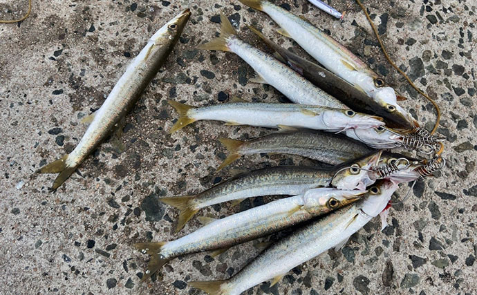 「1週間後に行ってもまた爆釣！」 朝マヅメの堤防で30cm超えカマスが連発【山陰】