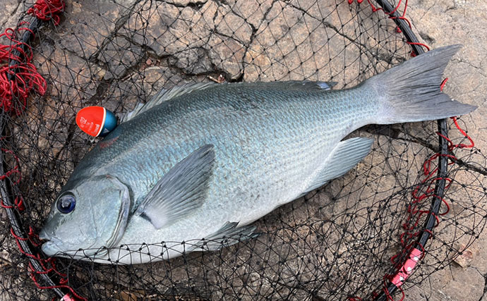 真夏の磯で45cm級オナガメジナ降臨【大分】浅ダナでは良型クロが連発！