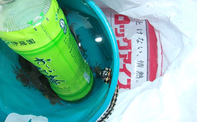 エサ取りとは明らかに違う！ チヌ落とし込み釣りで「一際違うアタリ」を捉え37cm本命手中