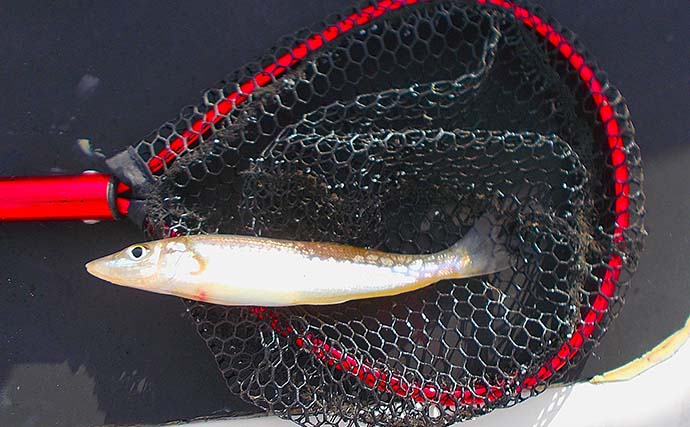 猛暑を避けて「朝の3時間」だけボート釣り！ 19cm頭にシロギス12匹をキャッチ【播磨灘】