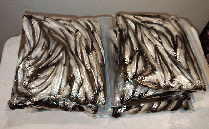 芦ノ湖で夏ワカサギ＆トラウト釣りを堪能【箱根】ニッコウイワナにヒメマスも登場！