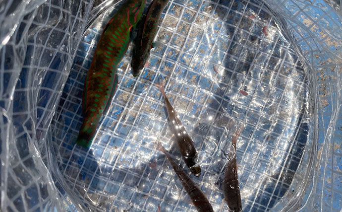 ドライブついでの短時間釣行で堤防釣り満喫【真鶴港】ネンブツダイやベラと対面