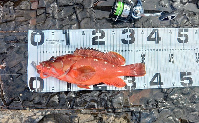 先行者が攻めた後でもアカハタ連発！　激戦区・南紀の地磯で効いた「ロングスピニング」という選択