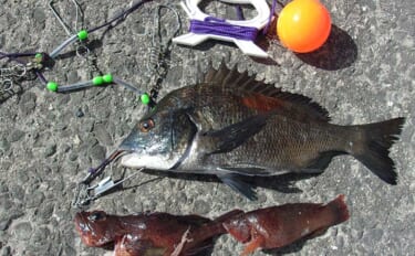 エサ取りとは明らかに違う！ チヌ落とし込み釣りで「一際違うアタリ」を捉…
