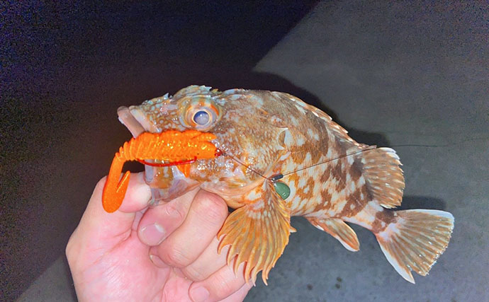 「1週間後に行ってもまた爆釣！」 朝マヅメの堤防で30cm超えカマスが連発【山陰】