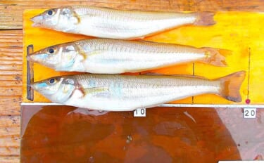 猛暑を避けて「朝の3時間」だけボート釣り！ 19cm頭にシロギス12匹…