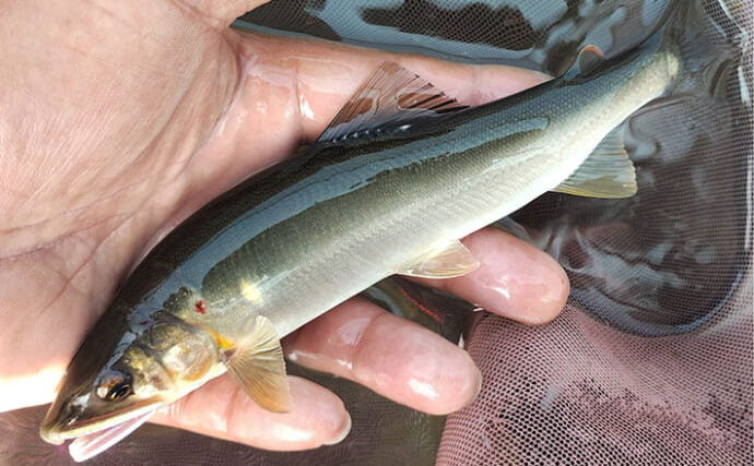 相模川のトモ釣りで22.5cm頭にアユ29尾【神奈川】今後は尺アユにも期待