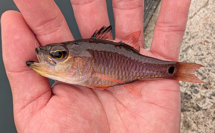 のべ竿一本で堤防釣りを満喫【安良里漁港】メジナにアジなど10魚種をキャッチ