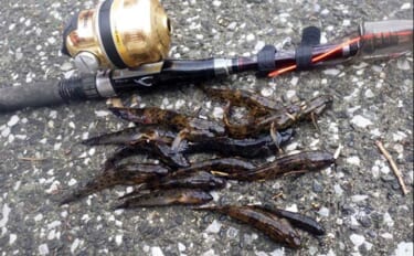 鶴見川のハゼ釣りで14cm良型ウロハゼ手中！【横浜】キモは「大きめのエ…