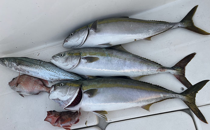 新釣法「タテジギング」で青物を攻略！ タテ釣り×ジギングでサゴシにハマチを好捕