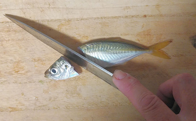 釣魚で作る「寿司」レシピ：豆アジのにぎり寿し　15cm前後のサイズが最適