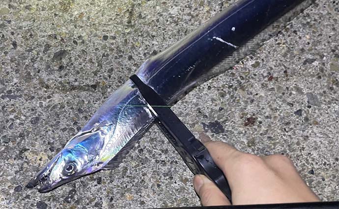 大阪湾のタチウオはどこから始まる？　泉南は開幕間近も「湾奥は5年間の空白」