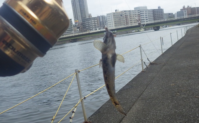 鶴見川のハゼ釣りで14cm良型ウロハゼ手中！【横浜】キモは「大きめのエサ」