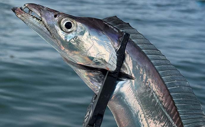 船中唯一のテンヤ釣りで船中最大115cmタチウオ手中！【米元釣船店】東京湾タチウオ釣りで21尾と好釣果