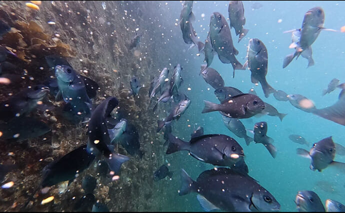 のべ竿一本で堤防釣りを満喫【安良里漁港】メジナにアジなど10魚種をキャッチ