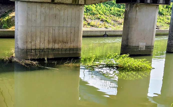 記録的大雨後の千葉河川でまさかの85cmランカーシーバス＆60cmヒラスズキ登場！