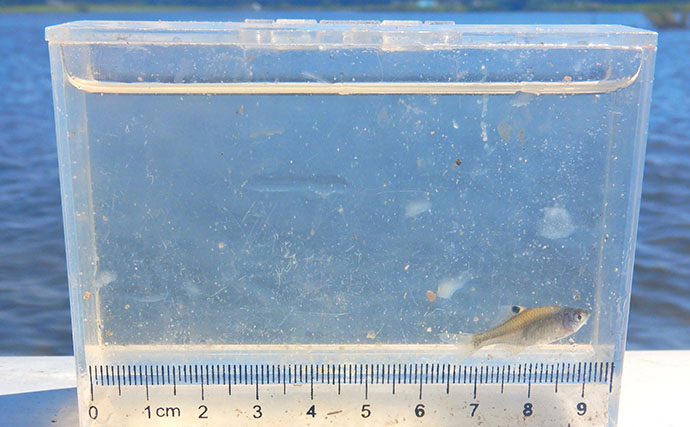 霞ヶ浦のタナゴ釣りで107尾　オオタナゴ＆タイリクバラタナゴの「束釣り」を達成