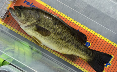 ネコリグからの変更で51.5cm！ スピナーベイトへ替えた決断がランカ…