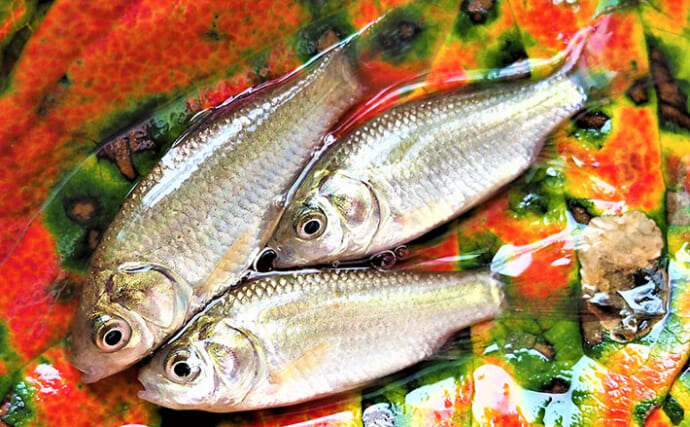 秋のマブナ釣り入門　小ブナの数釣りに適した仕掛け・エサ・ポイント・釣り方を解説