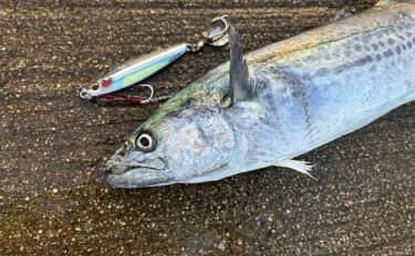 秋の青物シーズンが開幕【南港魚つり園】ブレード付きジグでサゴシをキャッ…