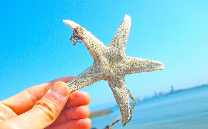 農業の現場で「ヒトデ」が活躍するワケとは？　害獣＆害虫防止に肥料としても有効