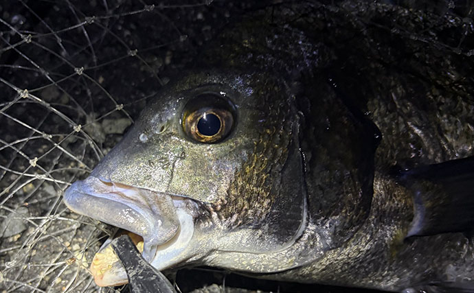 秋なのに「ちょっとマジで釣れないかも・・・」　大阪湾の厄介な”端境期”