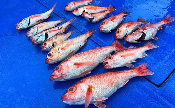大雨で海が「激濁り」でもノドグロは釣れる？ ジグをフワフワ動かすと本命連発