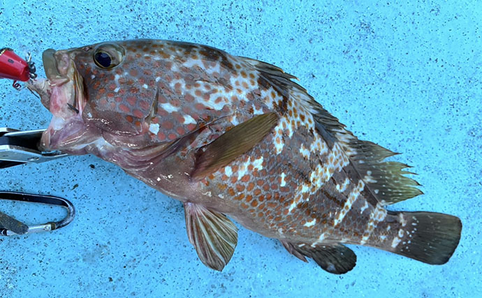 テンヤマダイ釣りでマダイ連打！【関門RYUSEI】　カサゴをいかに避けるかがキモ？