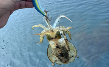 秋エギングでアオリイカ「4投4キャッチ」！ 夜の根魚狙いも楽しみ最終釣…