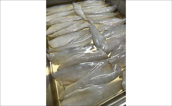 東京湾の船キス釣りで100尾ジャスト！大量のシロギスを「ジャーキー」にしたら家族にも大好評