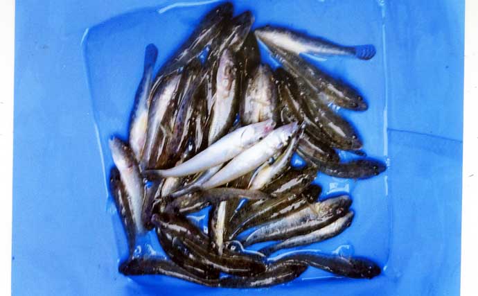 若松漁港でのチョイ投げ釣りでハゼとの駆け引きを堪能【三重】キス交じりで39匹手中！