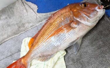 イカ釣りの合間に泳がせはいかが？ 「もっと船釣りが楽しくなる」特選情報…