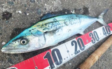 初心者が堤防からサゴシを釣る方法　ライトショアジギングのタックル・ルア…
